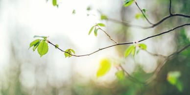 A delicate branch with fresh green leaves against a soft, blurred background.