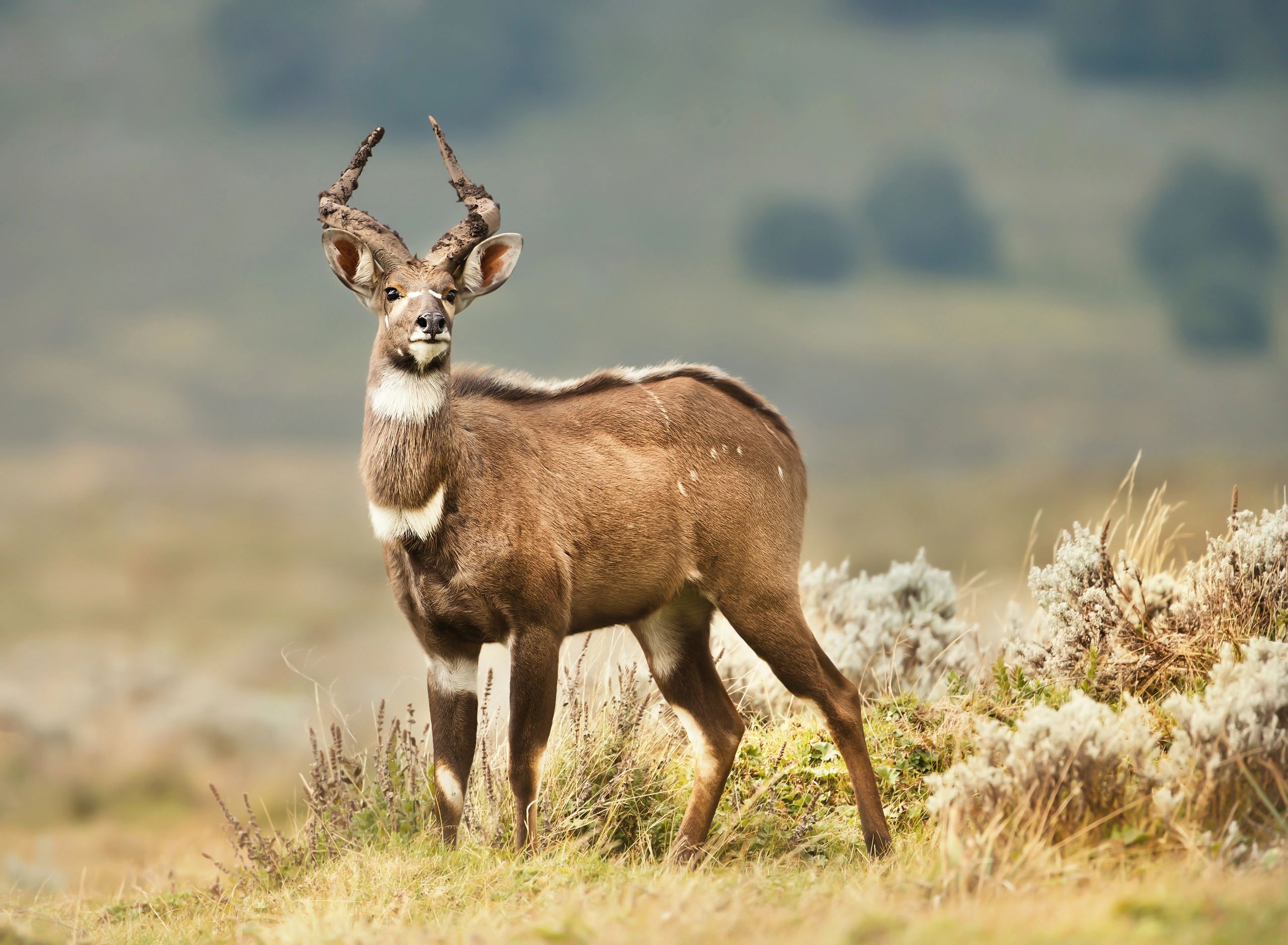 Ethiopian safari hunt