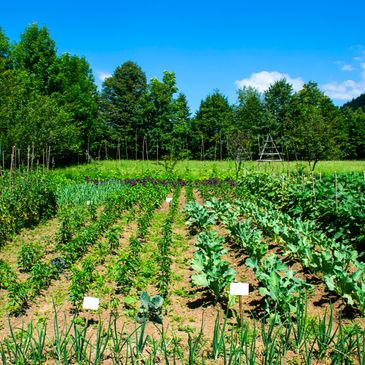 Lush vegetable garden with rows of thriving plants under a clear blue sky.