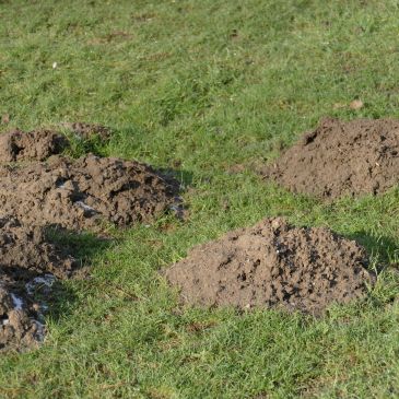Molehills on a grassy field.