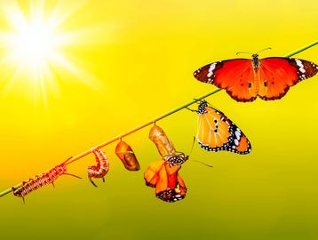 Weekly chemical testing  and balancing, power vacuuming, empty baskets, skimming, netting, brush the