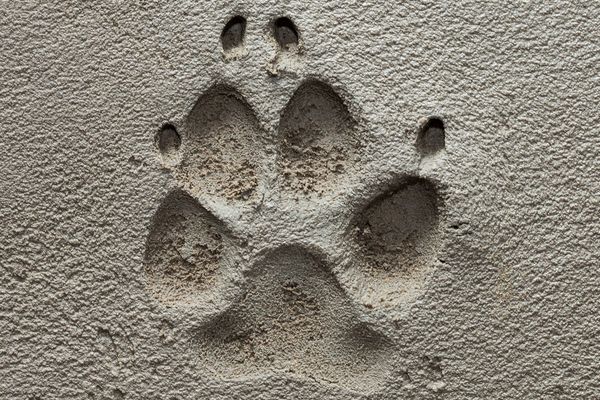 Close-up of a dog paw print in sand.