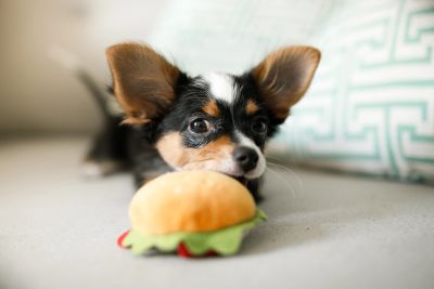 little dogs sat with a toy in front of them