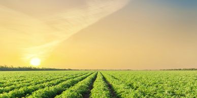 Sunset over a vast green agricultural field with clear skies.