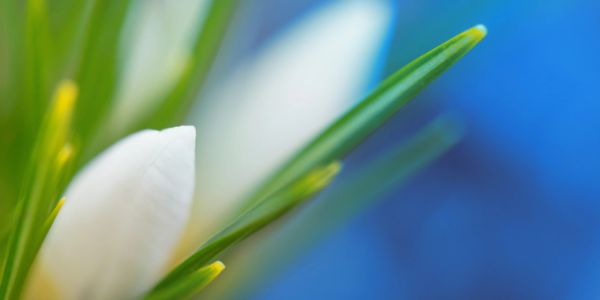 Bông hoa trắng mờ ảo với nền xanh mờ.