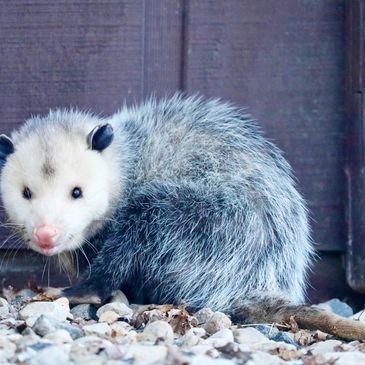 Often misunderstood, opossums are gentle, beneficial creatures that help keep ecosystems healthy. Wi