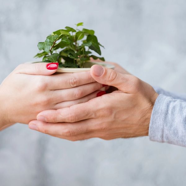 Two people holding a small potted green plant together.