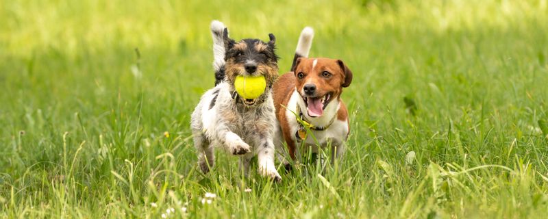 Several dogs run and play with a ball in a meadow - a cute pack of Jack Russell Terriers