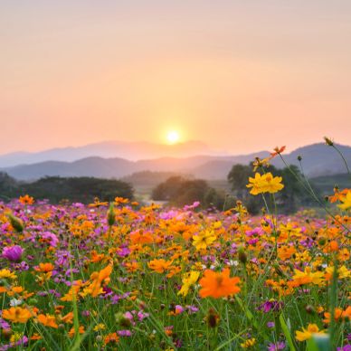 Sunset over a colorful wildflower field with mountains.