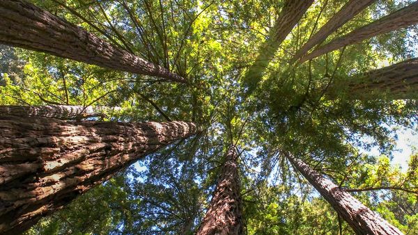 Tall trees reaching towards the sky in a forest.