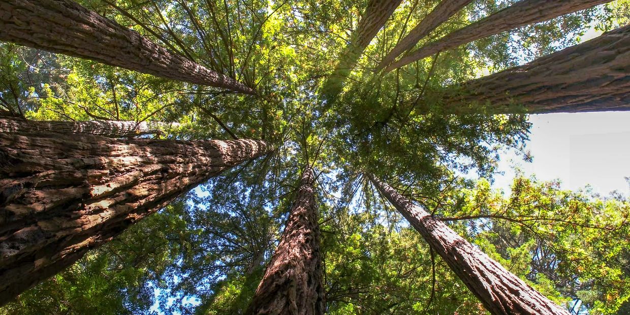 Tree Trimming Tyler Texas