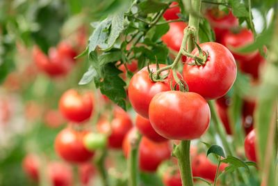 Ripe red tomatoes growing on the vine in a garden.