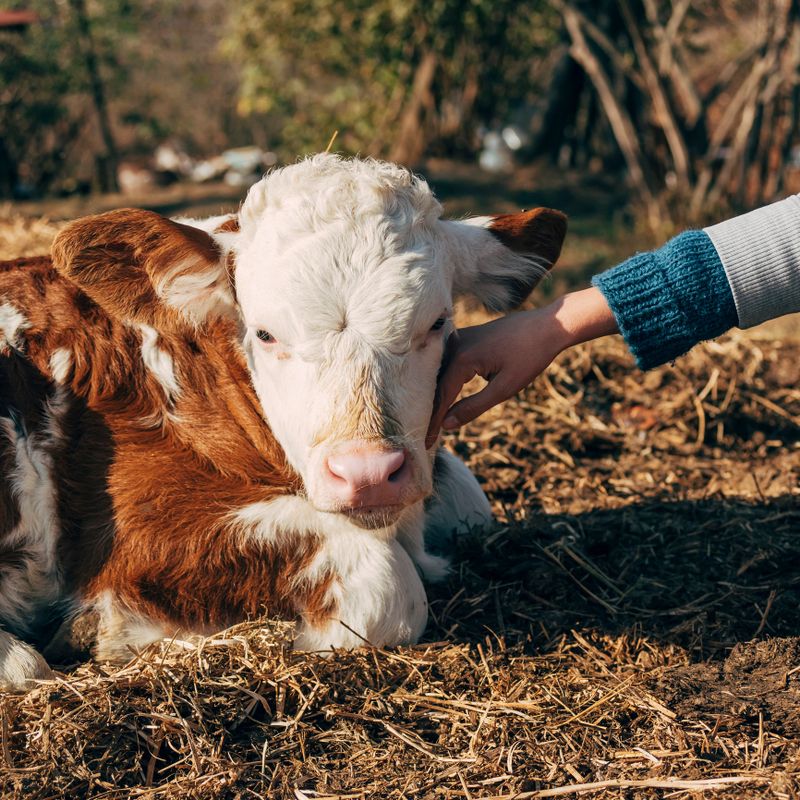 Girl cuddling calf