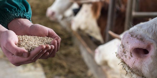 Hands holding animal feed near cows in a barn.