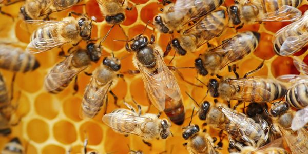 Queen Honey Bee