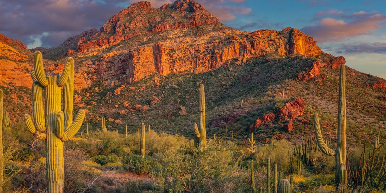 Sunlit desert landscape with tall cacti and rugged mountains at sunset.