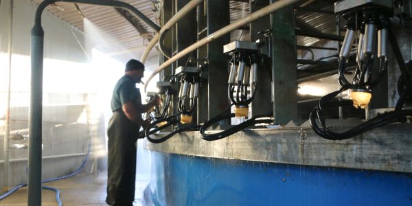 Man operating dairy milking machines.