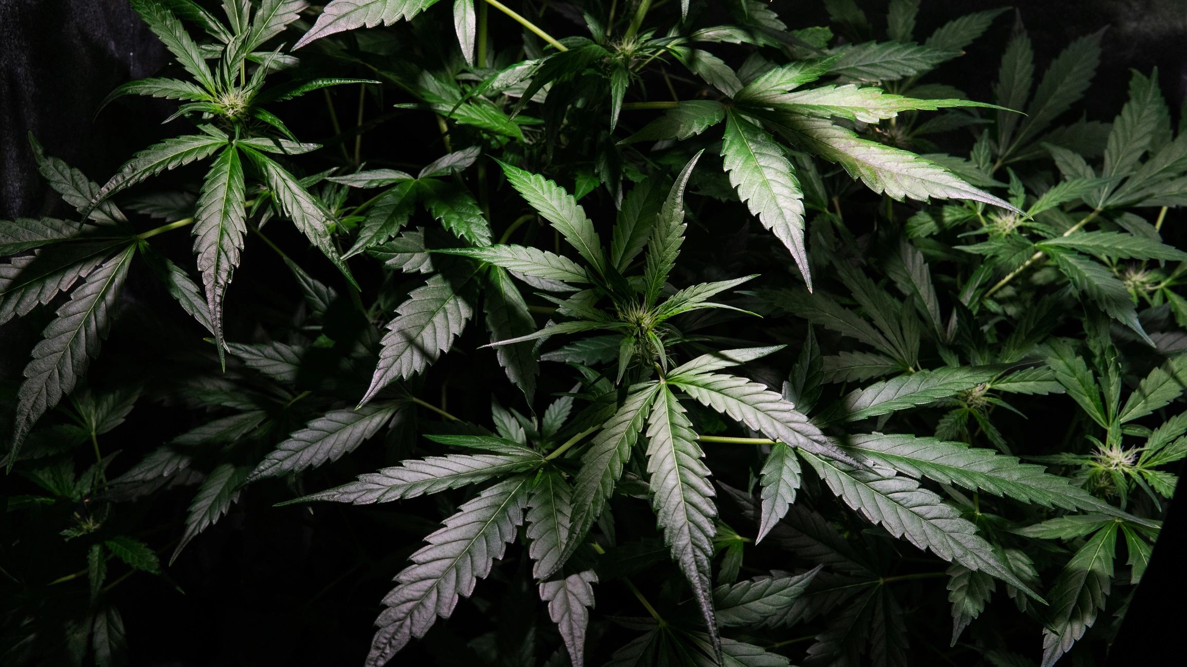 Nevada residential weed growing