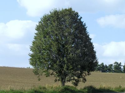 A single large tree in a field under a partly cloudy sky.