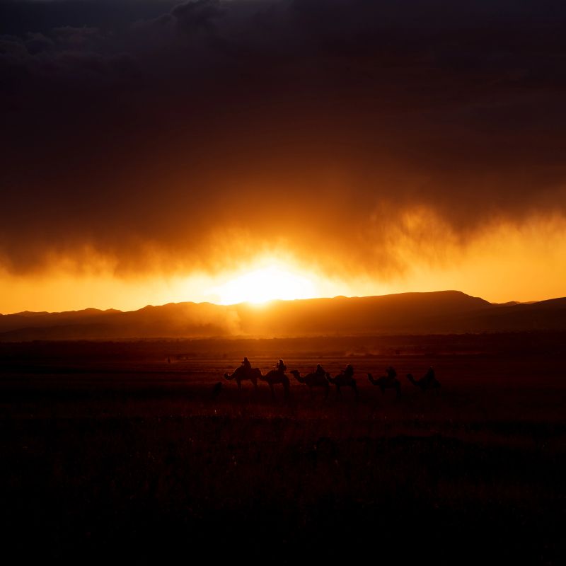 Tourists sitting on camels and watching sunset in Sahara desert.