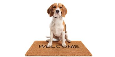 Pets welcome