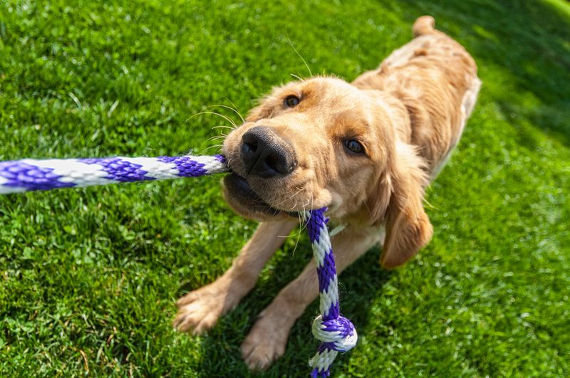 A one year old Golden Retriever puppy playing tug-of-war with a nylon rope outside in the grass of a backyard.  *Arthur*