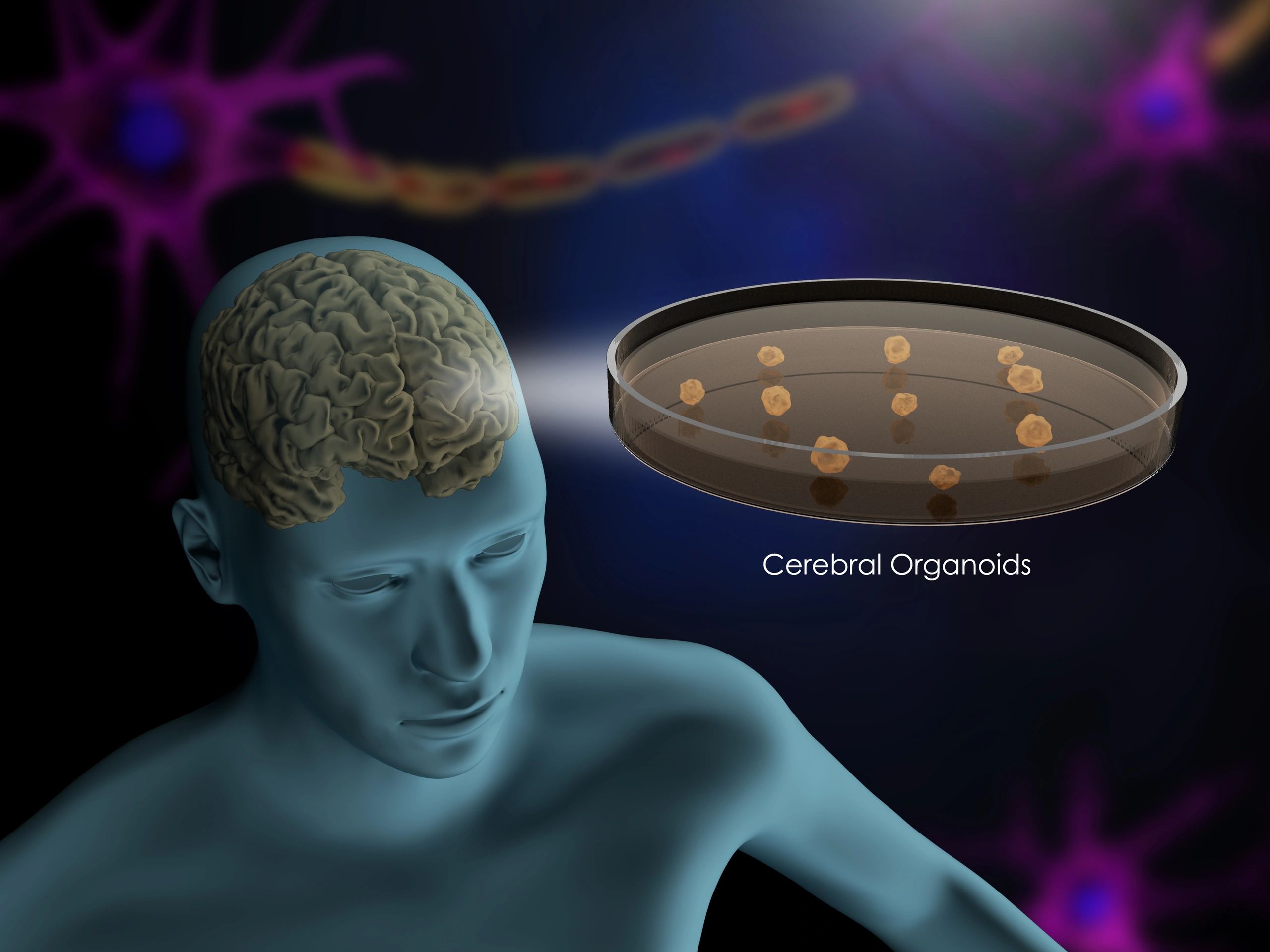 Study Reveals Long-Term Aging in Brain Organoids