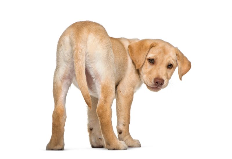 Labrador Retriever, 2 months old, in front of white background