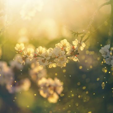Sunlit white blossoms on a tree branch.