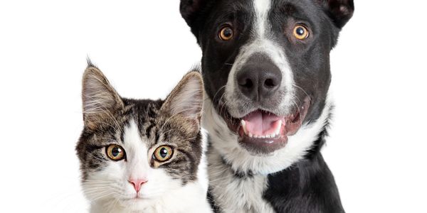 A curious cat and a happy dog posing together on a white background.