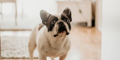 French Bulldog standing on wooden floor inside a sunlit room.