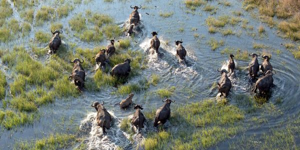 Troop of Wild Bulls