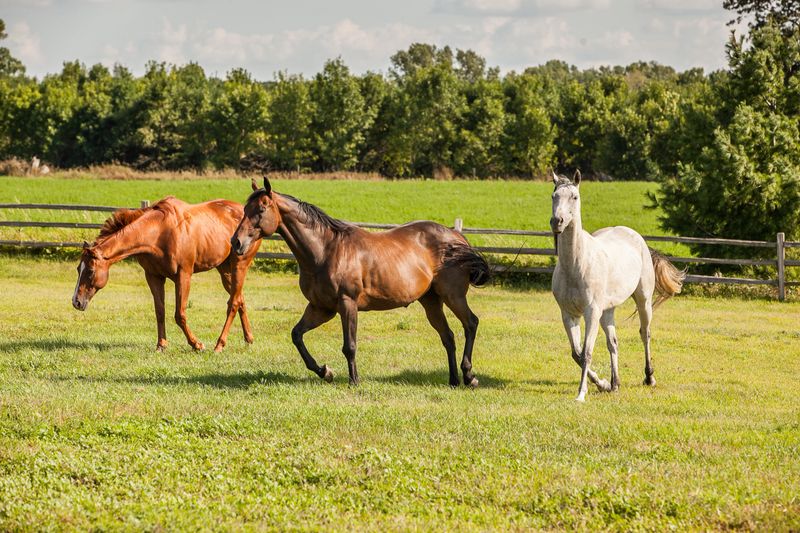 A chestnut, bay and white horse trotting in a green pasture with a splitrail fence and trees behind