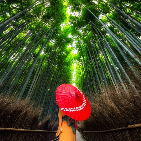 Person with a red umbrella walks through a tall bamboo forest pathway.