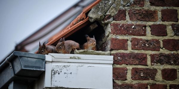 Three squirrels peeking out from a rooftop area.