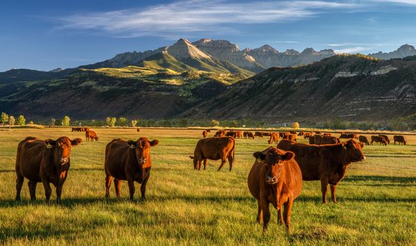 Cattle Counting & Herding