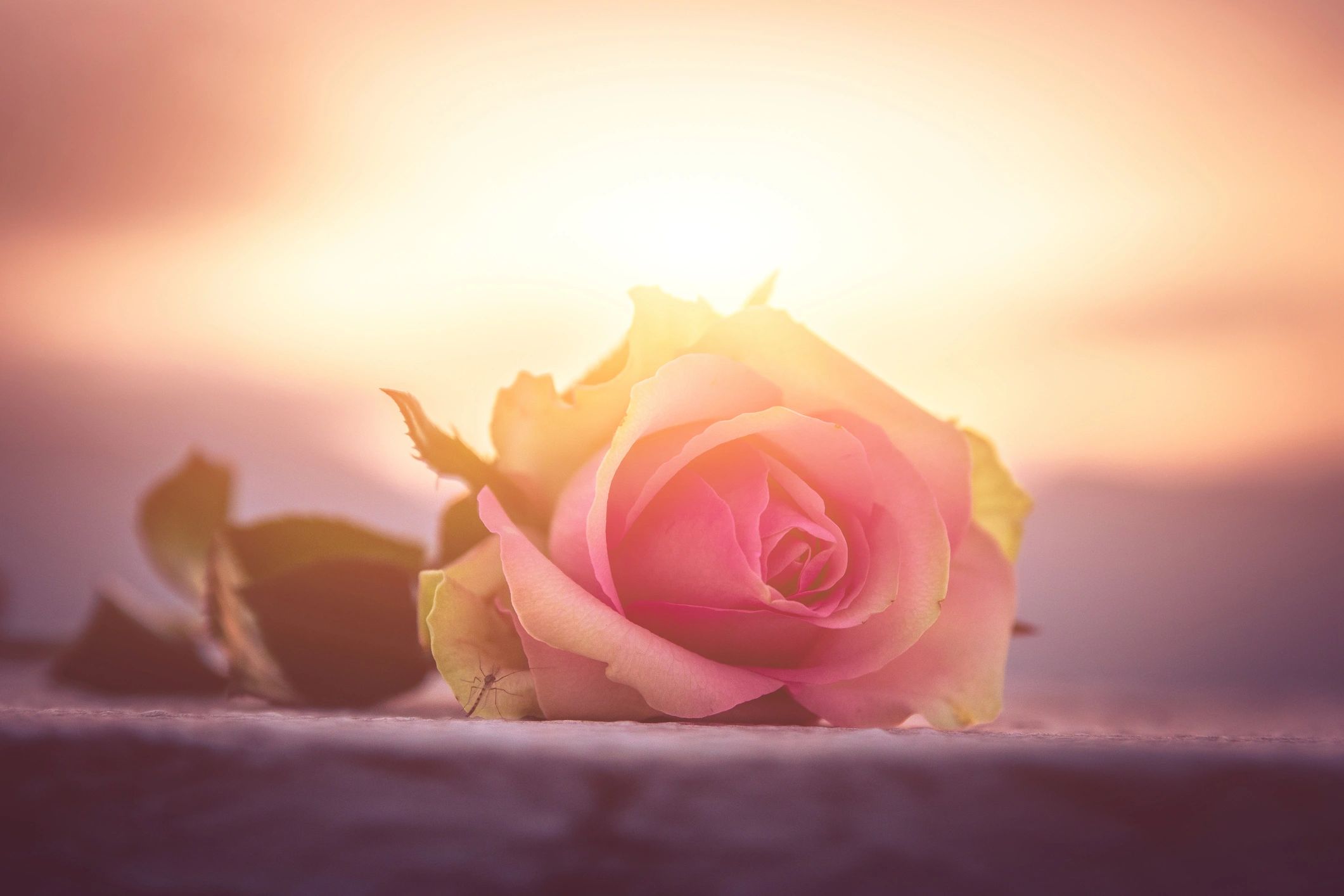 Soft rose in warm light representing grief hypnotherapy and emotional healing
