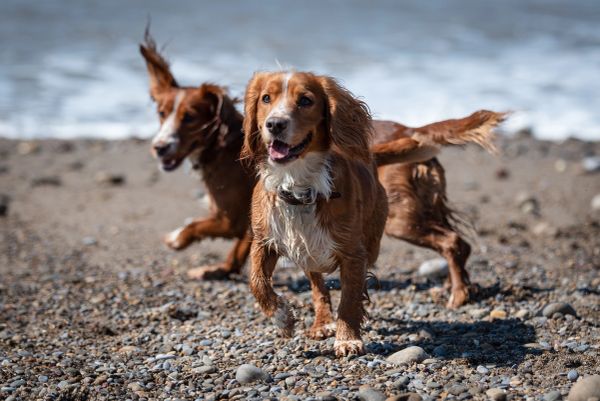 Two happy dogs playing on a rocky beach near water.