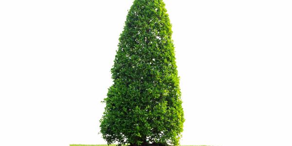 A tall, neatly trimmed green conical tree on grass.