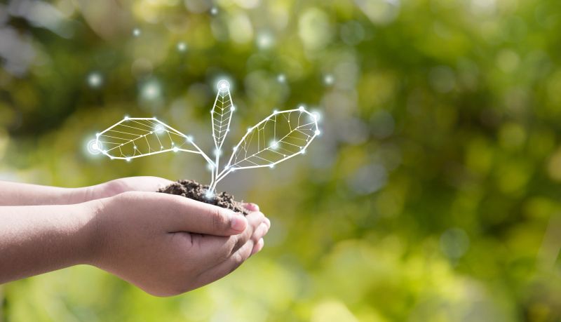 The world environment reservation is in your hands. Your hand can help grow trees, preserve wild animals, flowers, soil, and wildlife. The little tree is being held in our hands. The more we grow trees, the more we protect our environment. The good eco system and environment are in your hands. Please make our world a better place with good environment.