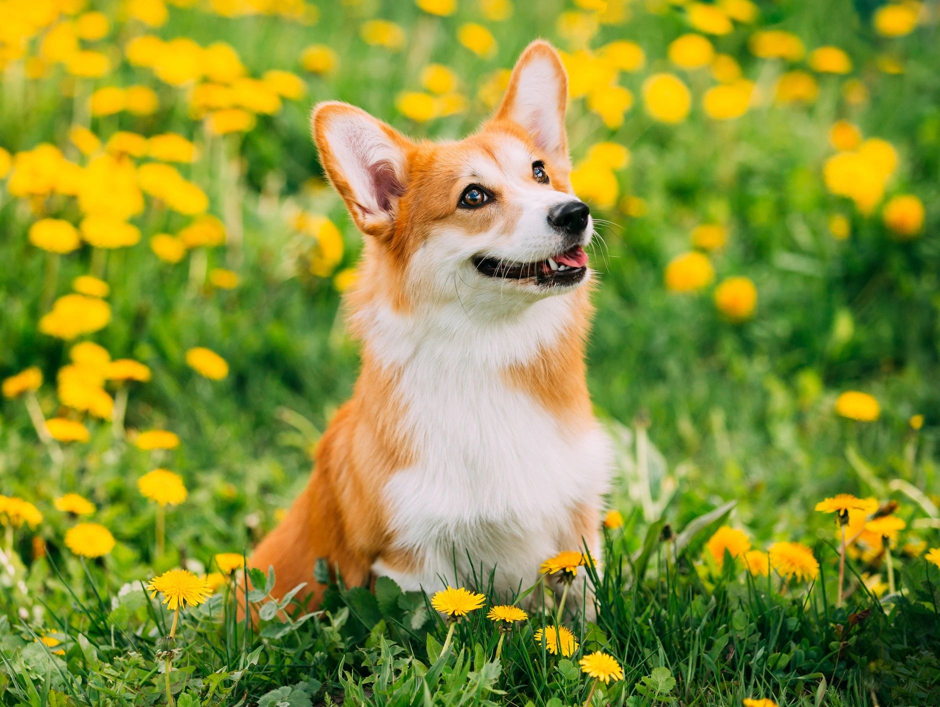 121 Guidance and Support for anxious & nervous dogs and their concerned human partners
