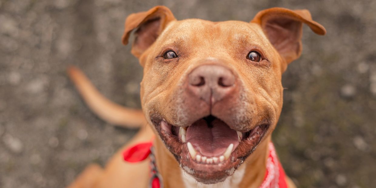 Happy brown dog with a red bandana smiling at the camera.