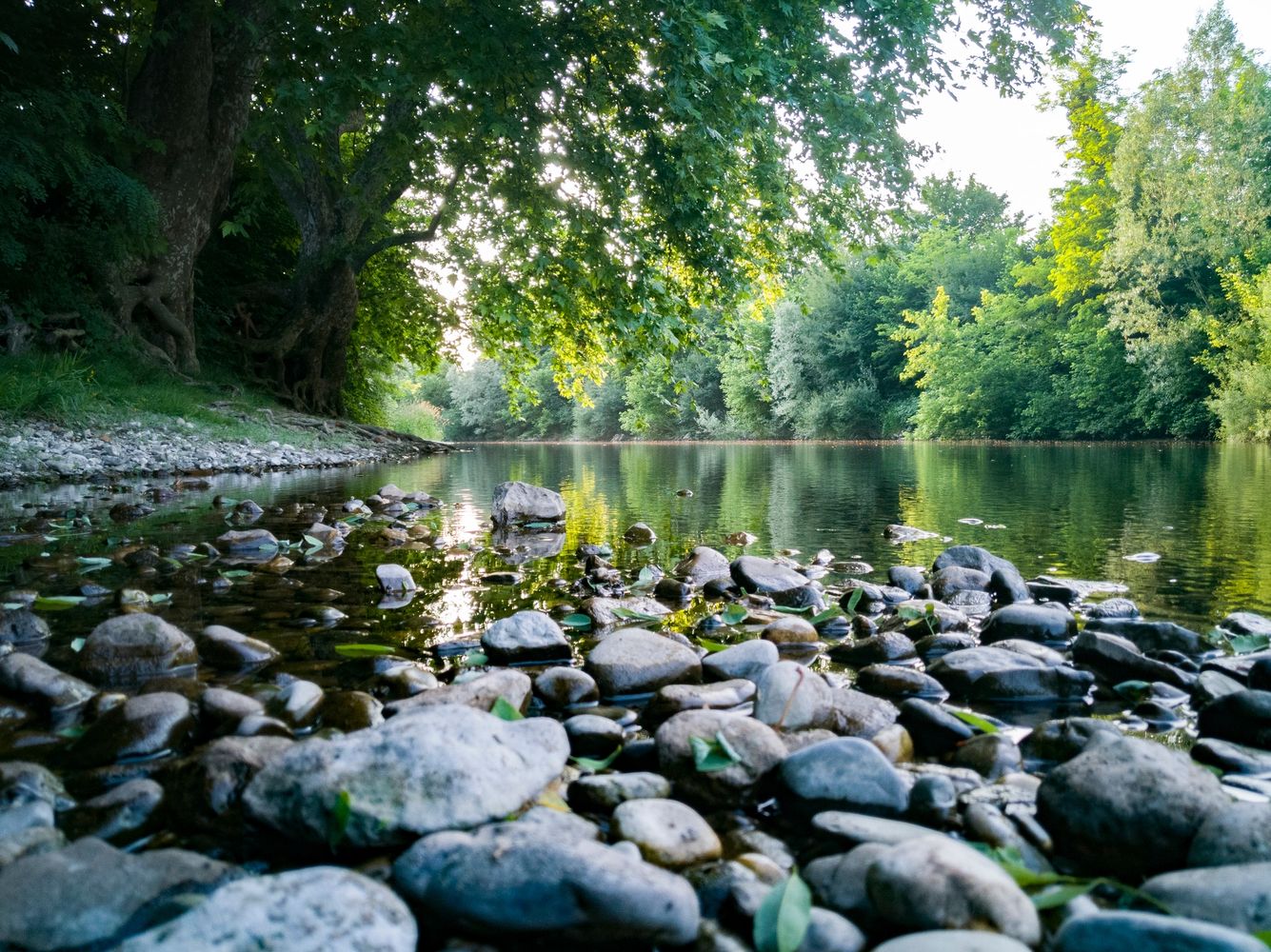 View of a calm river bend with stones and mature trees along the bank