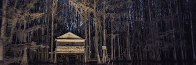 A wooden cabin stands illuminated in a dark, moss-covered forest at night.