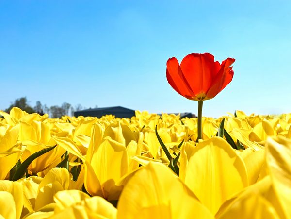 A red tulip standing out in a field of yellow tulips, representing Why choose me?