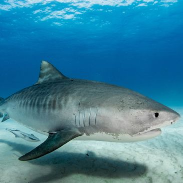 Tiger shark close up