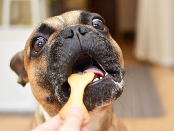 Dogs daycare treats big eyes licking 