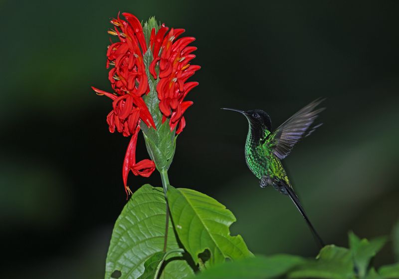 Black-billed Streamertail (Trochilus scitulus) adult male hovering feeding at flower, Jamaican endemic"n"nPort Antonio, Jamaica             March