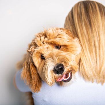 Dog in WagMore Dog Grooming Frascati Centre