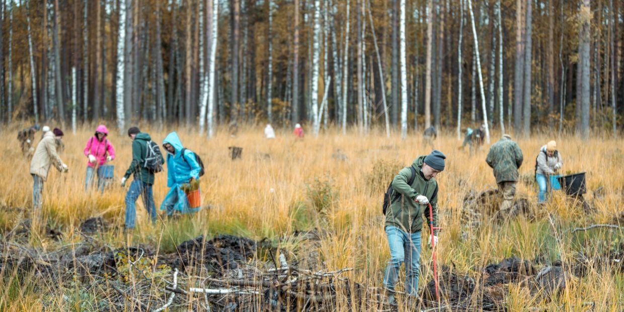 People engaged in outdoor conservation work in a forest clearing.